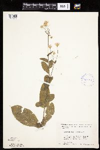 Erigeron philadelphicus image