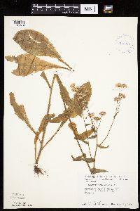 Erigeron philadelphicus image