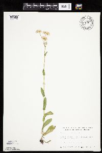 Erigeron philadelphicus image