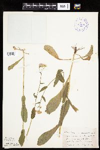 Erigeron philadelphicus image
