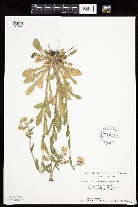 Erigeron philadelphicus image
