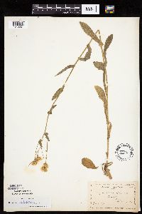 Image Associated With the Occurrence