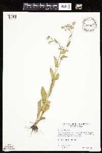 Erigeron philadelphicus image
