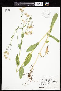 Erigeron philadelphicus image