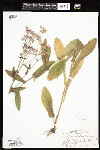 Erigeron philadelphicus image