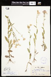 Erigeron philadelphicus image