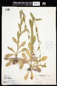 Erigeron philadelphicus image