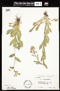 Erigeron philadelphicus image