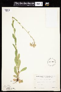 Erigeron philadelphicus image