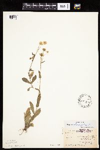 Erigeron philadelphicus image