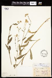 Erigeron philadelphicus image