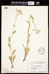 Erigeron philadelphicus image