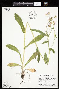 Thumbnail image of current specimen