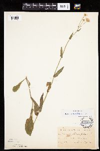 Erigeron philadelphicus image