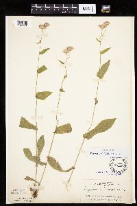 Erigeron philadelphicus image