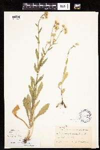 Erigeron philadelphicus image