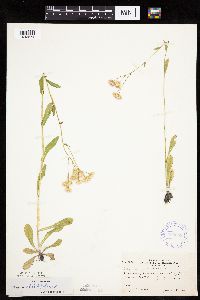 Erigeron philadelphicus image