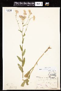 Erigeron philadelphicus image