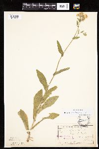 Image Associated With the Occurrence