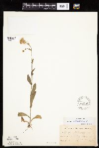 Erigeron philadelphicus image