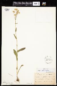 Erigeron philadelphicus image