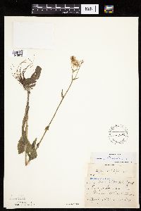 Erigeron philadelphicus image
