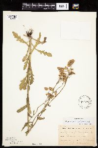 Erigeron philadelphicus image