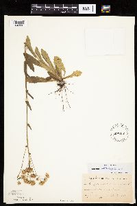 thumbnail image of current specimen