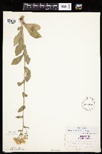 Erigeron philadelphicus image
