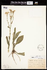 Erigeron philadelphicus image
