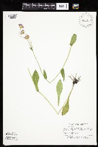 Erigeron philadelphicus image