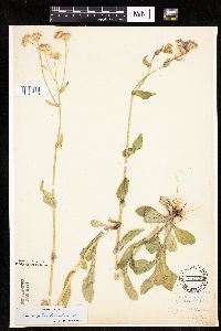 Erigeron philadelphicus image