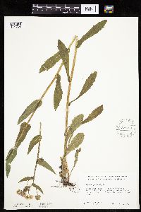 Erigeron philadelphicus image