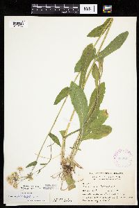 Erigeron philadelphicus image
