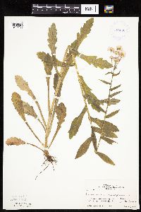 Erigeron philadelphicus image