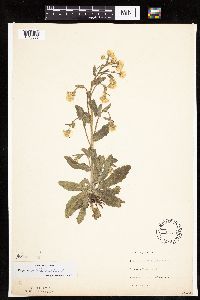 Erigeron philadelphicus image