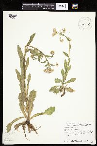 Erigeron philadelphicus image