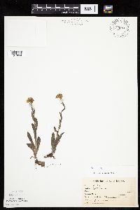 Erigeron philadelphicus image