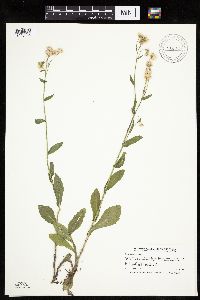 Image of Erigeron philadelphicus