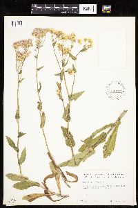 thumbnail image of current specimen