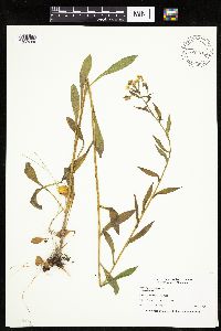 Erigeron philadelphicus image