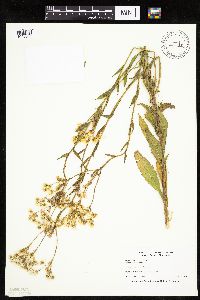 Erigeron philadelphicus image