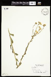 Erigeron philadelphicus image
