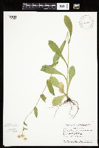 Erigeron philadelphicus image