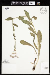 Erigeron philadelphicus image