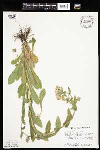 Erigeron philadelphicus image