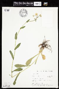 Erigeron philadelphicus image