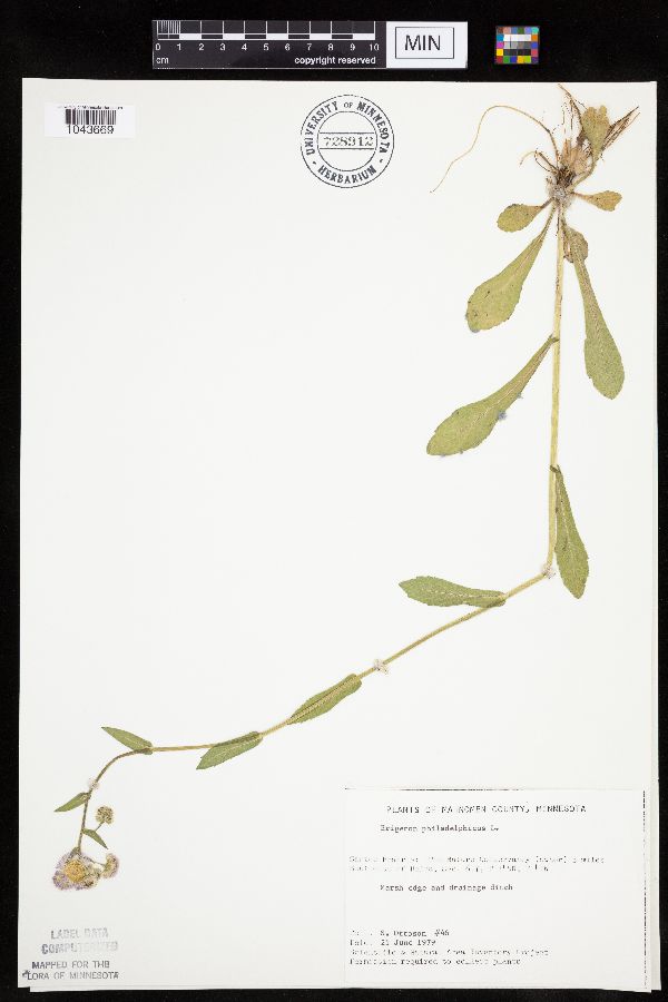 Erigeron philadelphicus image