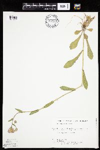 Erigeron philadelphicus image
