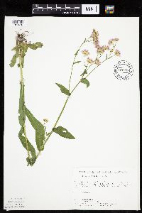 Erigeron philadelphicus image
